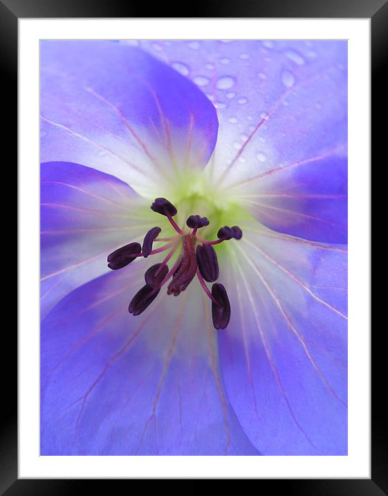painted geranium Framed Mounted Print by Heather Newton