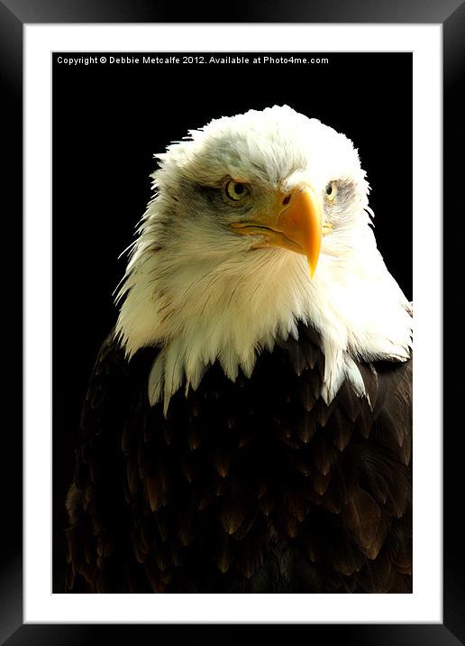 Bald Eagle Framed Mounted Print by Debbie Metcalfe