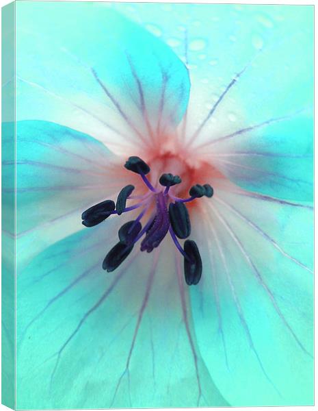 painted geranium (ice blue) Canvas Print by Heather Newton