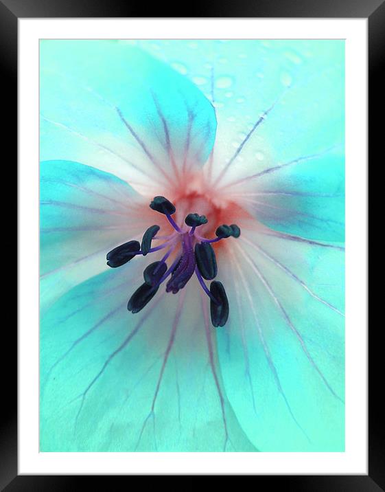 painted geranium (ice blue) Framed Mounted Print by Heather Newton