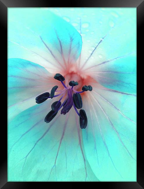 painted geranium (ice blue) Framed Print by Heather Newton