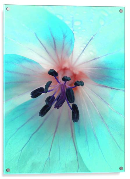 painted geranium (ice blue) Acrylic by Heather Newton