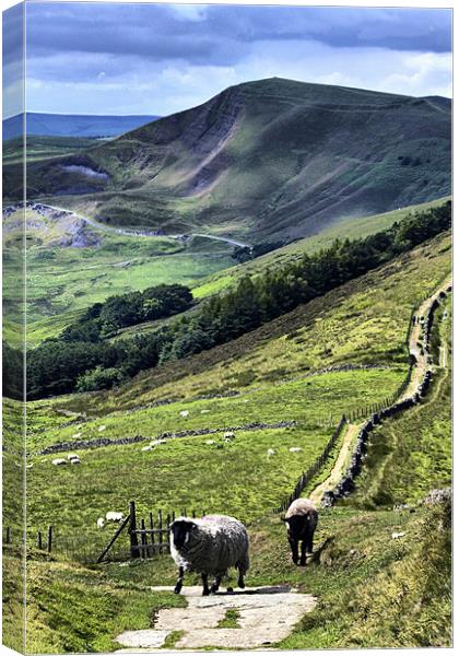 Out On The Ridge, Derbyshire. Canvas Print by Darren Burroughs
