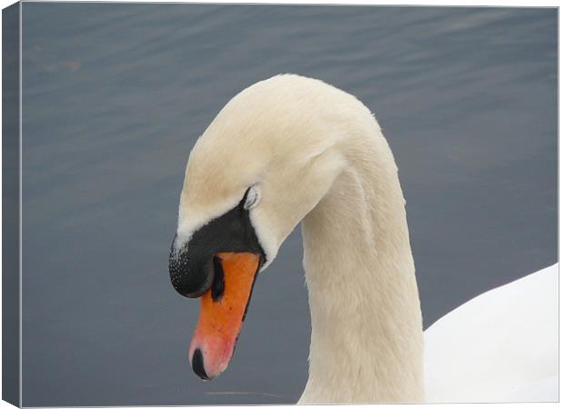 Swan on the River Dee Canvas Print by Pat Carroll