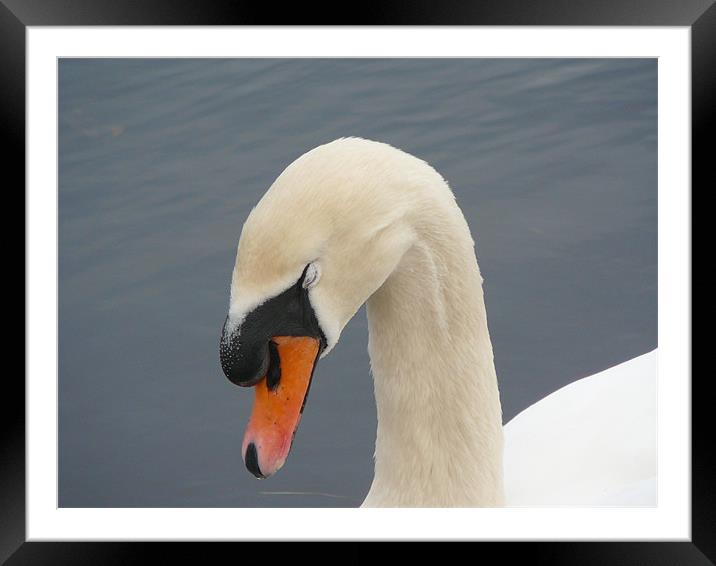 Swan on the River Dee Framed Mounted Print by Pat Carroll