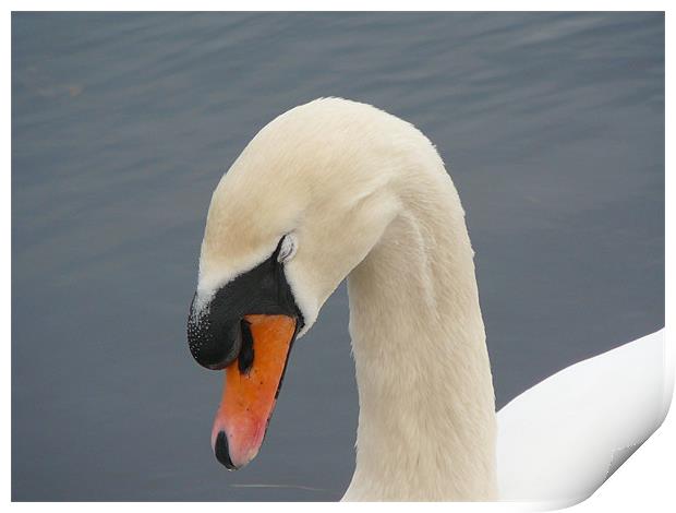 Swan on the River Dee Print by Pat Carroll
