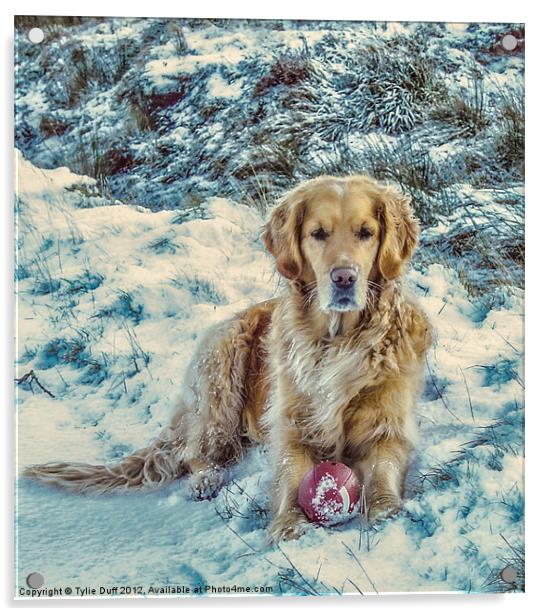 Golden Retriever in the Snow Acrylic by Tylie Duff Photo Art