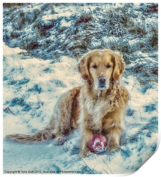 Golden Retriever in the Snow Print by Tylie Duff Photo Art