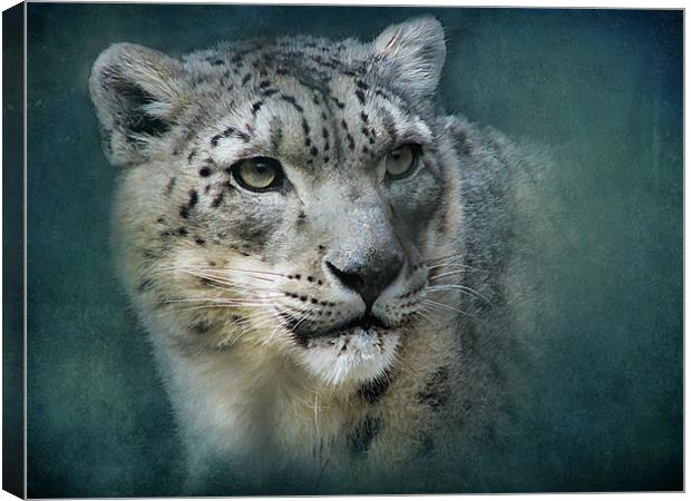 Snow Leopard Canvas Print by Debra Kelday