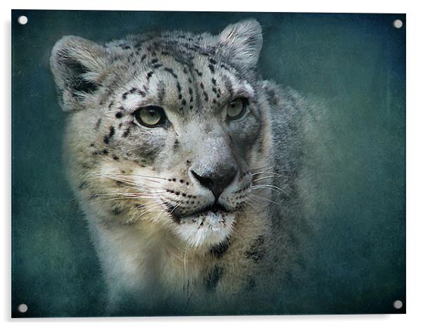 Snow Leopard Acrylic by Debra Kelday