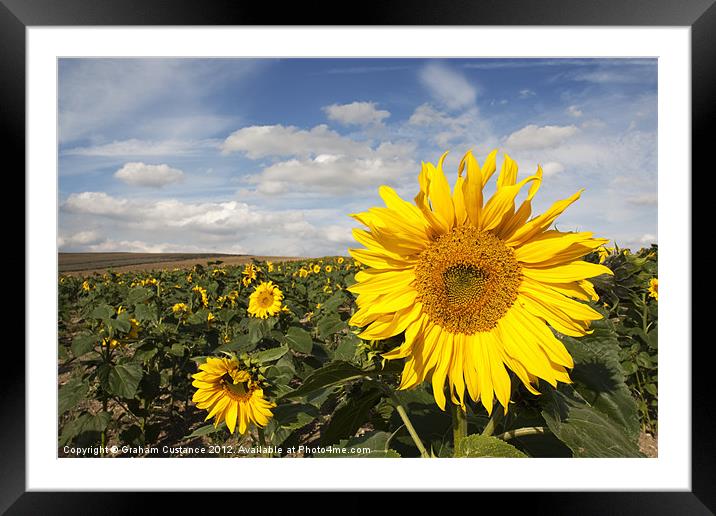 Sunflowers Framed Mounted Print by Graham Custance