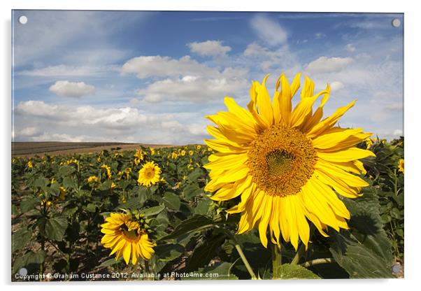 Sunflowers Acrylic by Graham Custance