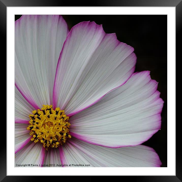 Cosmos Framed Mounted Print by Paula J James