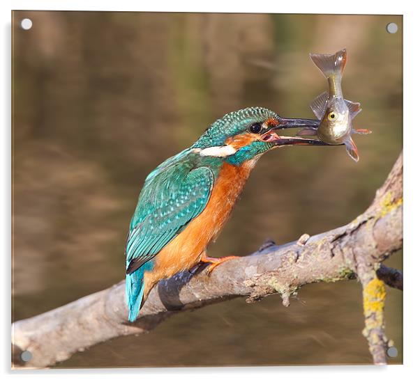 Kingfisher / Perch Acrylic by Don Davis