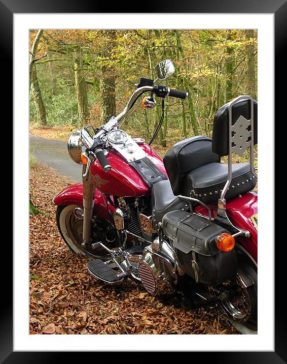 Red Harley Davidson in Woodland Framed Mounted Print by Dave Bell