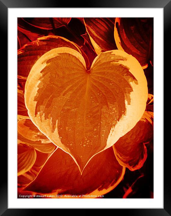 Love collection 9 Framed Mounted Print by stewart oakes