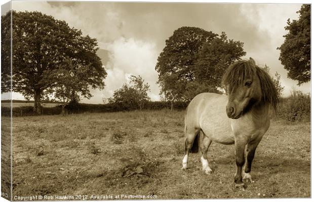 Shetland Pony Canvas Print by Rob Hawkins