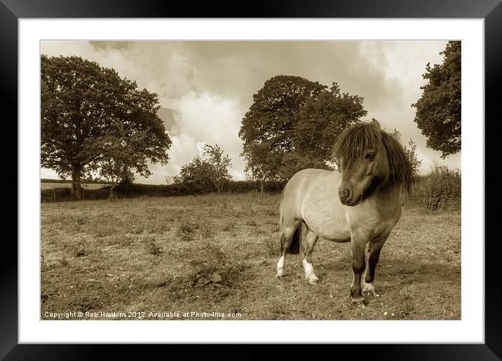 Shetland Pony Framed Mounted Print by Rob Hawkins