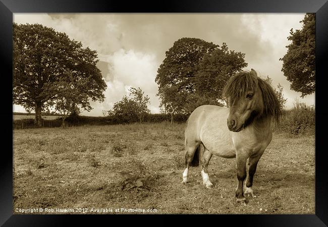 Shetland Pony Framed Print by Rob Hawkins