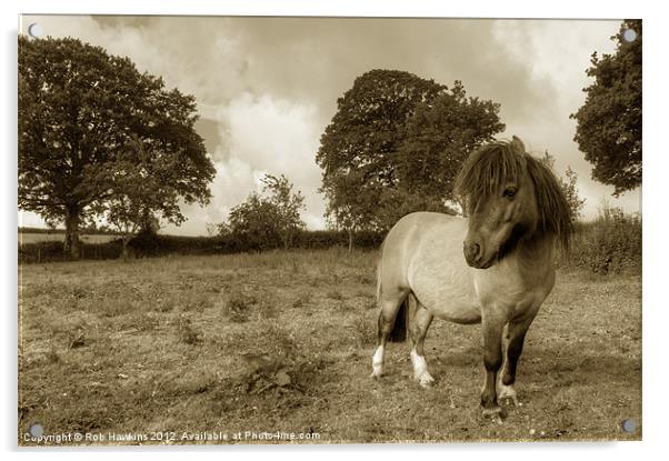 Shetland Pony Acrylic by Rob Hawkins