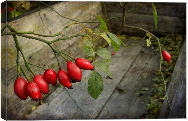 rosehips Canvas Print by Heather Newton