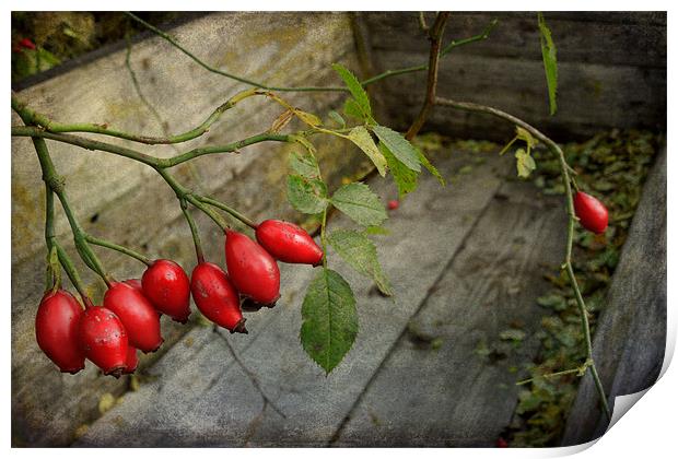 rosehips Print by Heather Newton
