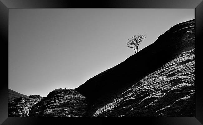 The lonesome tree Framed Print by Tom Reed