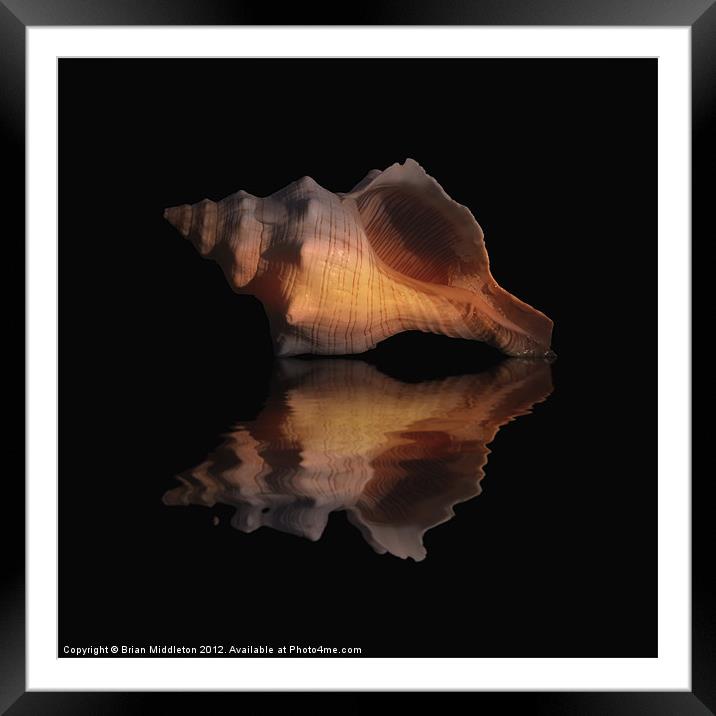 Shell Study Reflection 1 Framed Mounted Print by Brian Middleton