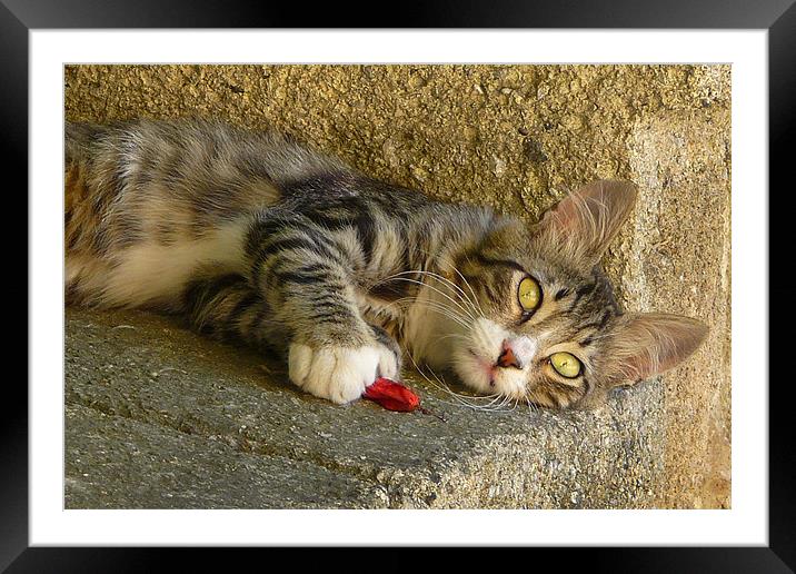 Cat playing with flower Framed Mounted Print by Adrian Maricic