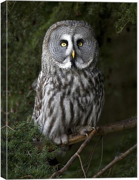 Great Grey Owl Canvas Print by Mike Gorton