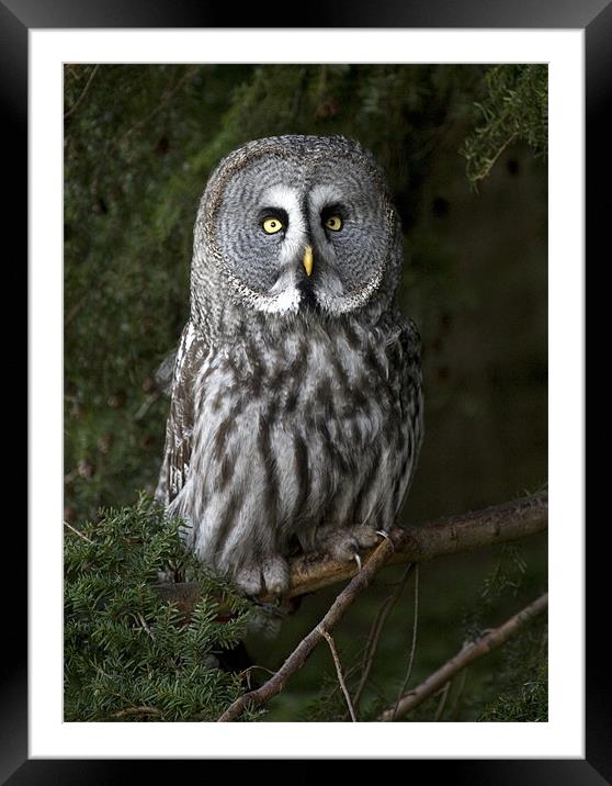 Great Grey Owl Framed Mounted Print by Mike Gorton