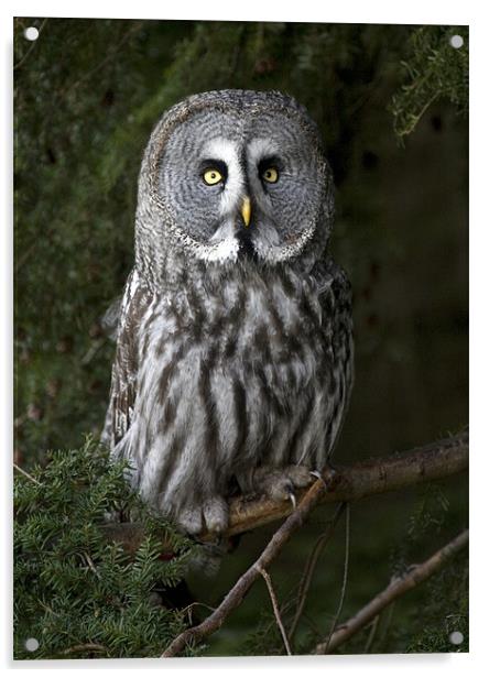 Great Grey Owl Acrylic by Mike Gorton