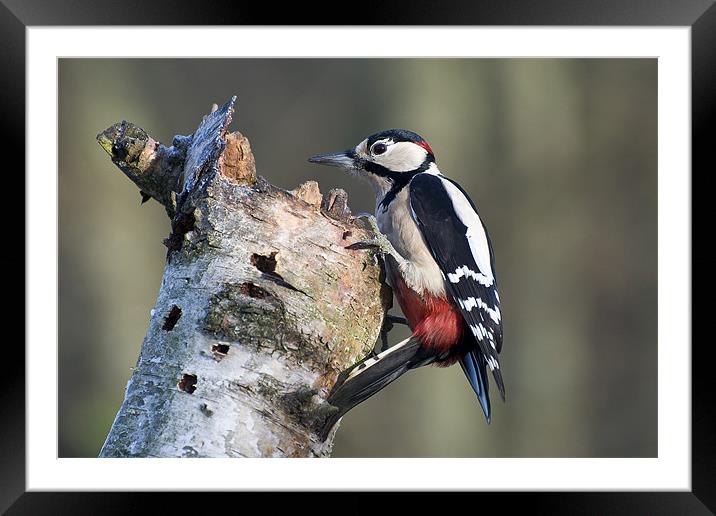 Greater Spotted Woodpecker (Dendrocopos major) Framed Mounted Print by Pete Lawless