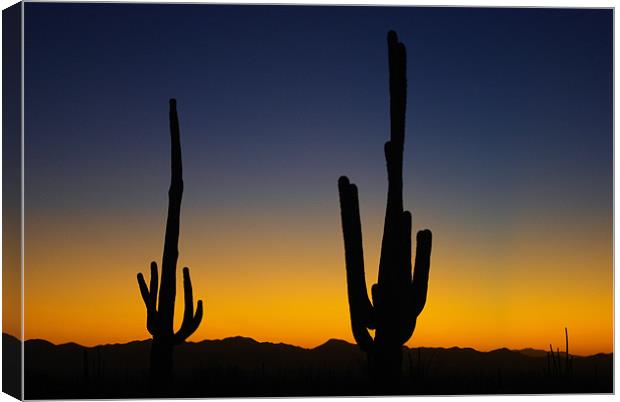 Saguaro sunset near Tucson, Arizona Canvas Print by Claudio Del Luongo
