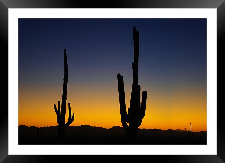 Saguaro sunset near Tucson, Arizona Framed Mounted Print by Claudio Del Luongo