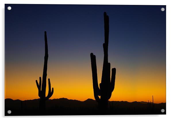 Saguaro sunset near Tucson, Arizona Acrylic by Claudio Del Luongo