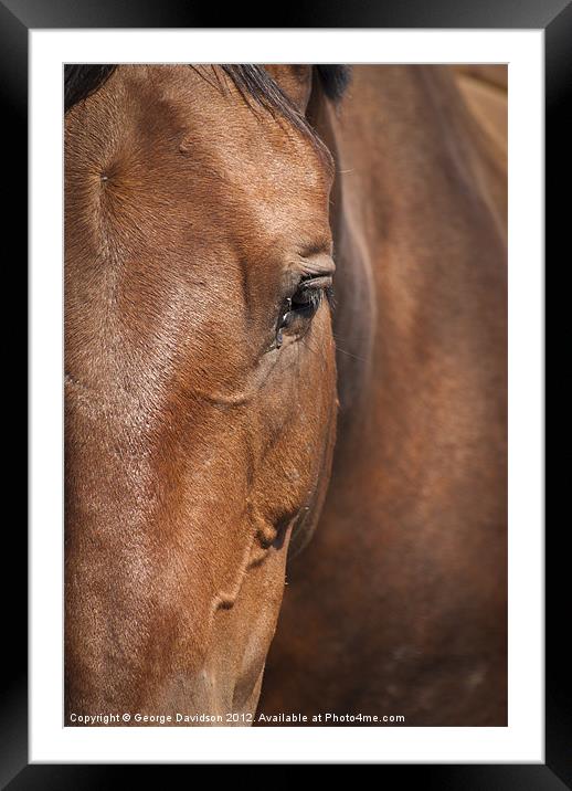 Chestnut Mare Framed Mounted Print by George Davidson