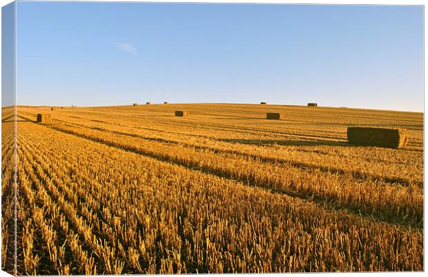 The Stubble Field Canvas Print by graham young