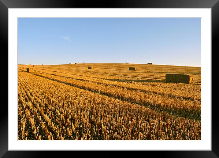 The Stubble Field Framed Mounted Print by graham young