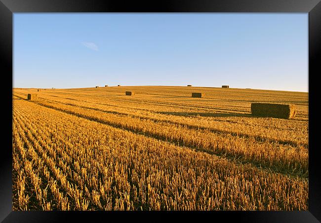 The Stubble Field Framed Print by graham young