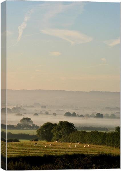 Sheep in the Dawn Mist Canvas Print by graham young