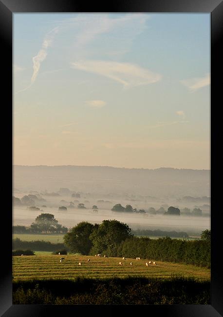 Sheep in the Dawn Mist Framed Print by graham young