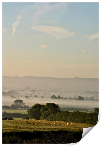 Sheep in the Dawn Mist Print by graham young
