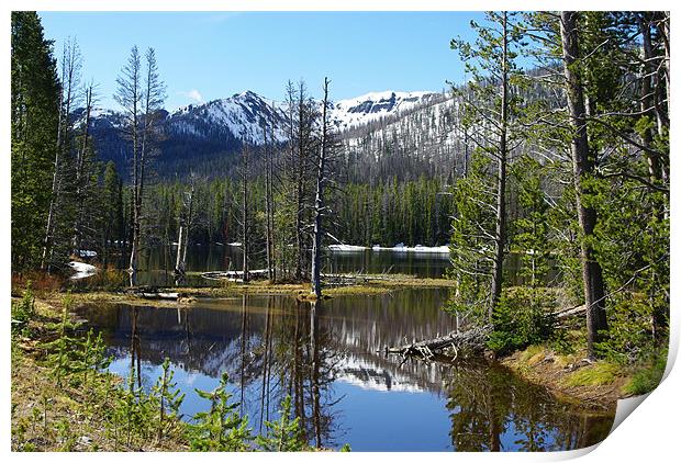Small lake with forest, Yellowstone Print by Claudio Del Luongo