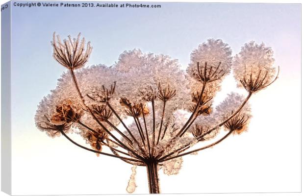 Snow Topped Cow Parsley Canvas Print by Valerie Paterson