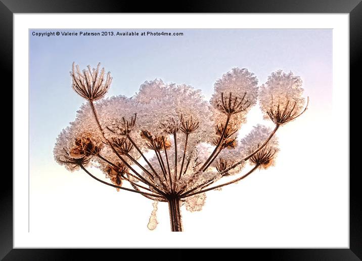 Snow Topped Cow Parsley Framed Mounted Print by Valerie Paterson