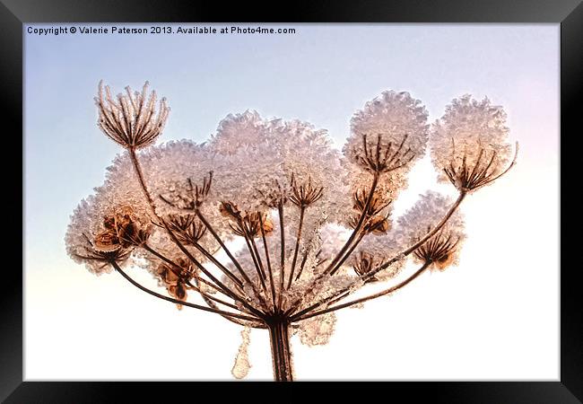 Snow Topped Cow Parsley Framed Print by Valerie Paterson