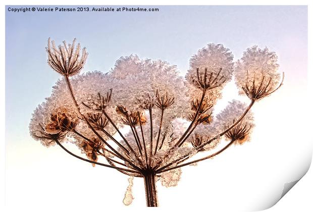 Snow Topped Cow Parsley Print by Valerie Paterson