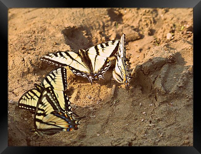 Butterflies Framed Print by Kebenae Weis