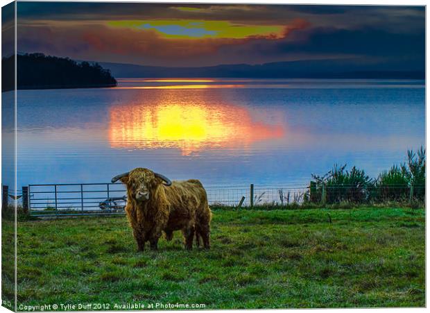 Highland Cow in Loch Lomond Sunset Canvas Print by Tylie Duff Photo Art